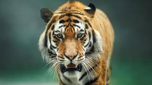 Tigre